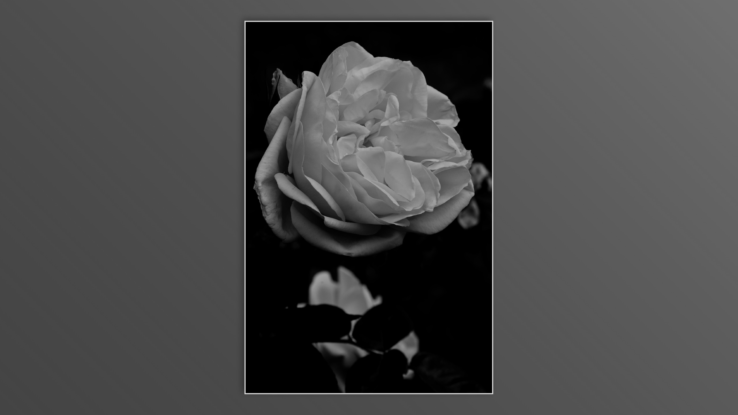 Roses and roses...