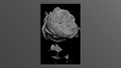 Roses and roses...