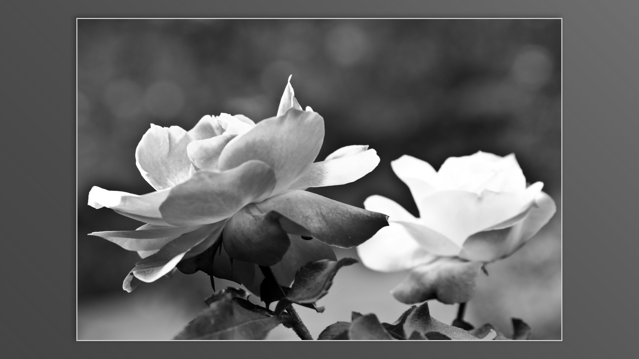 Roses and roses...