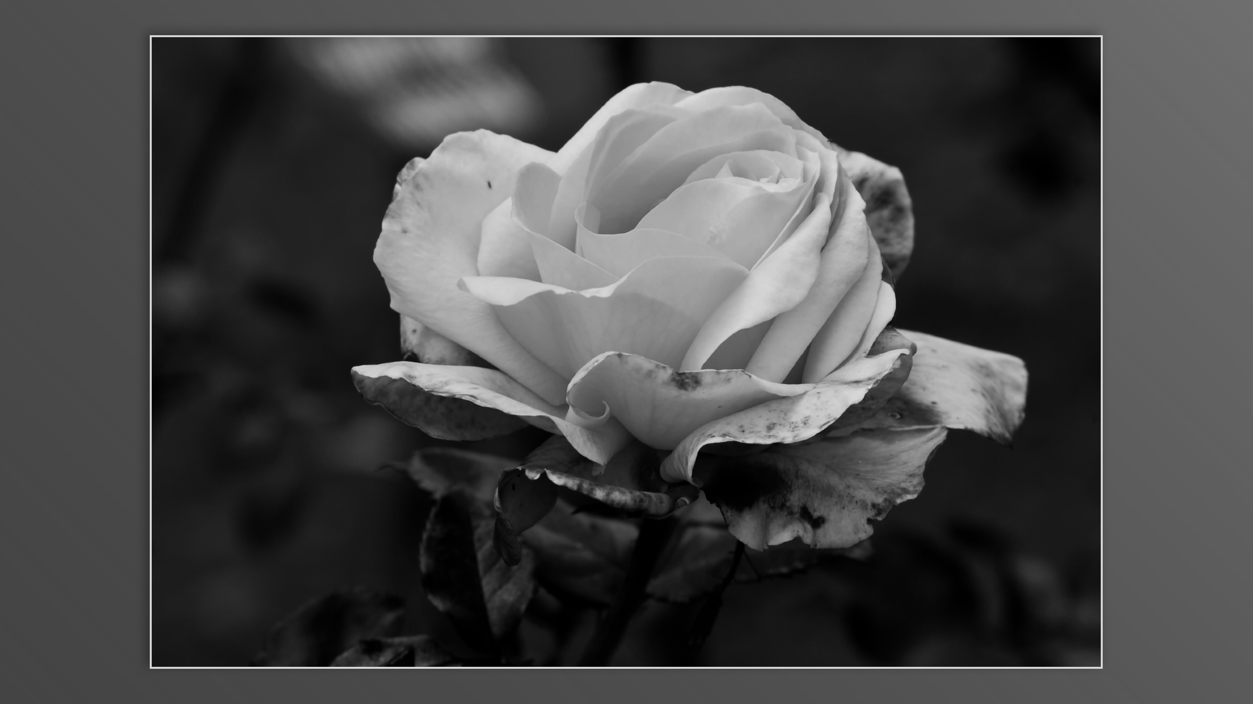 Roses and roses...