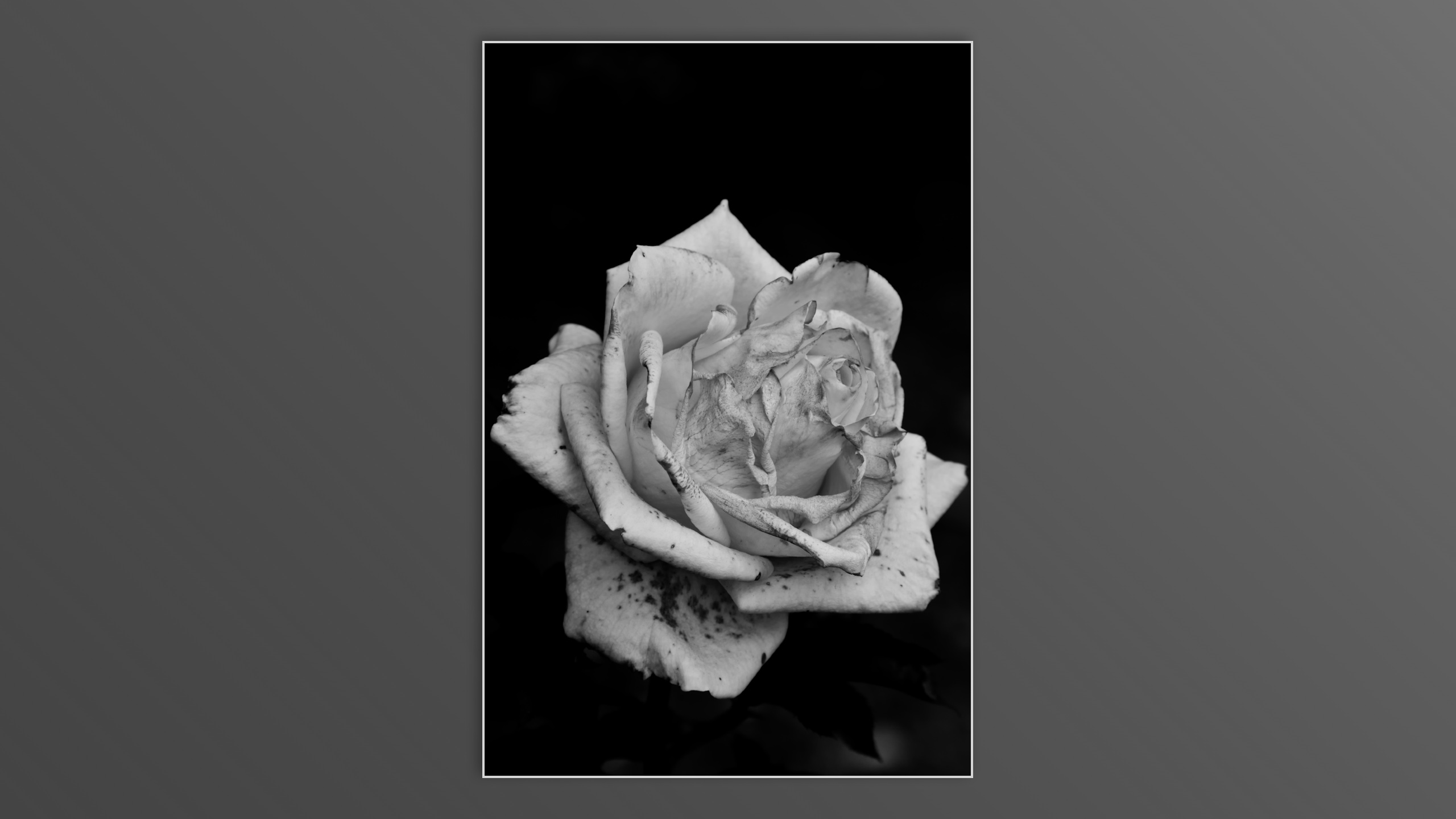 Roses and roses...