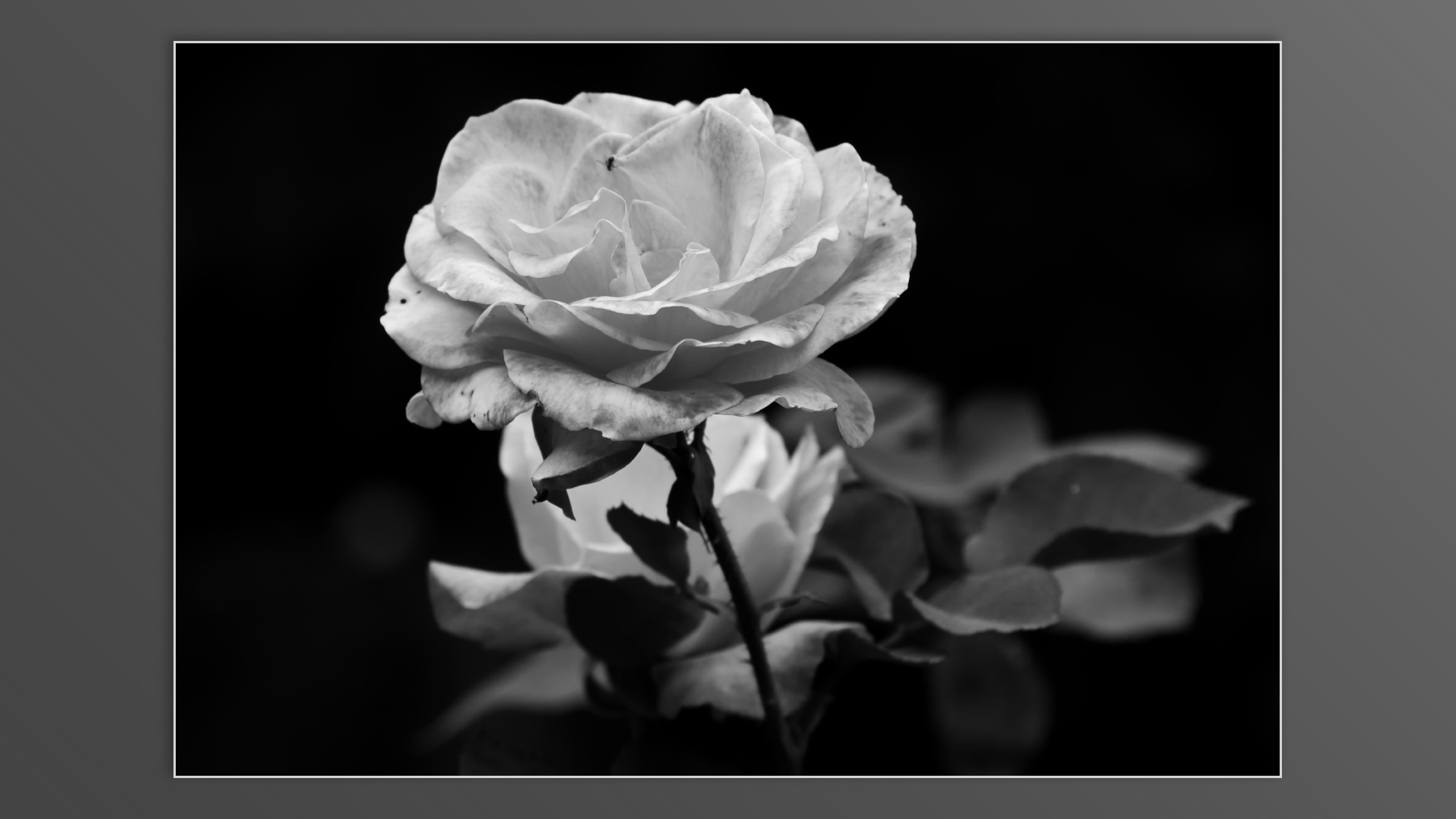 Roses and roses...