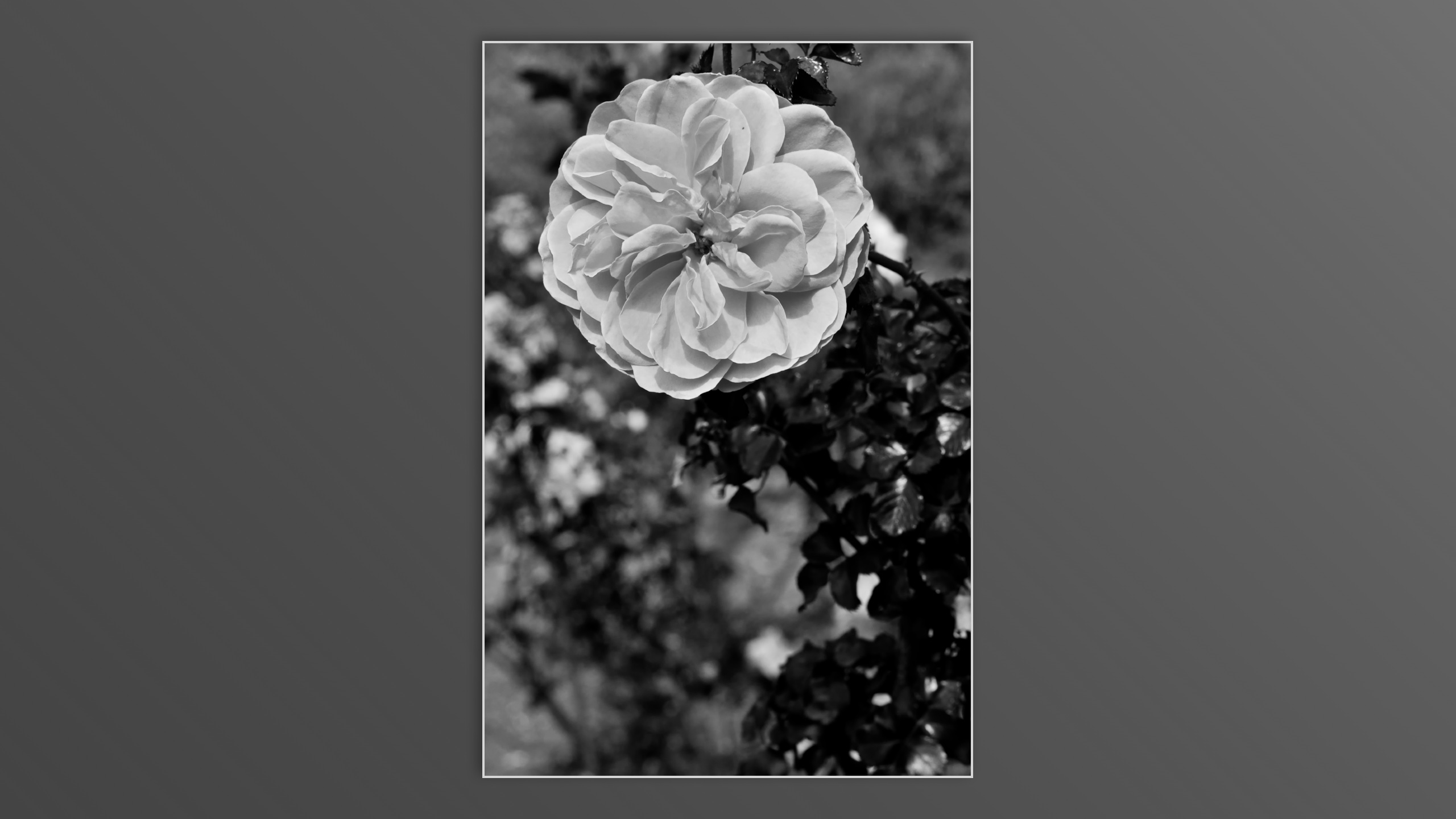 Roses and roses...