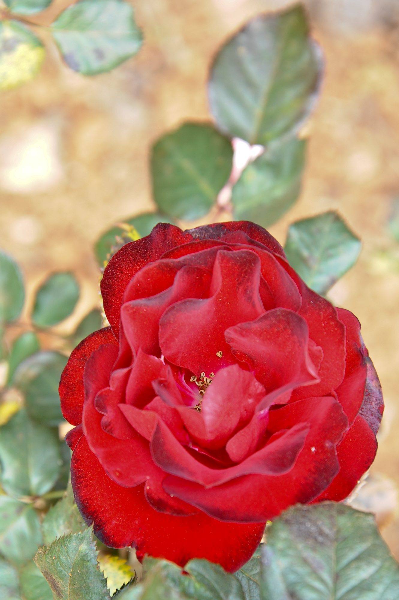 Roses and roses...