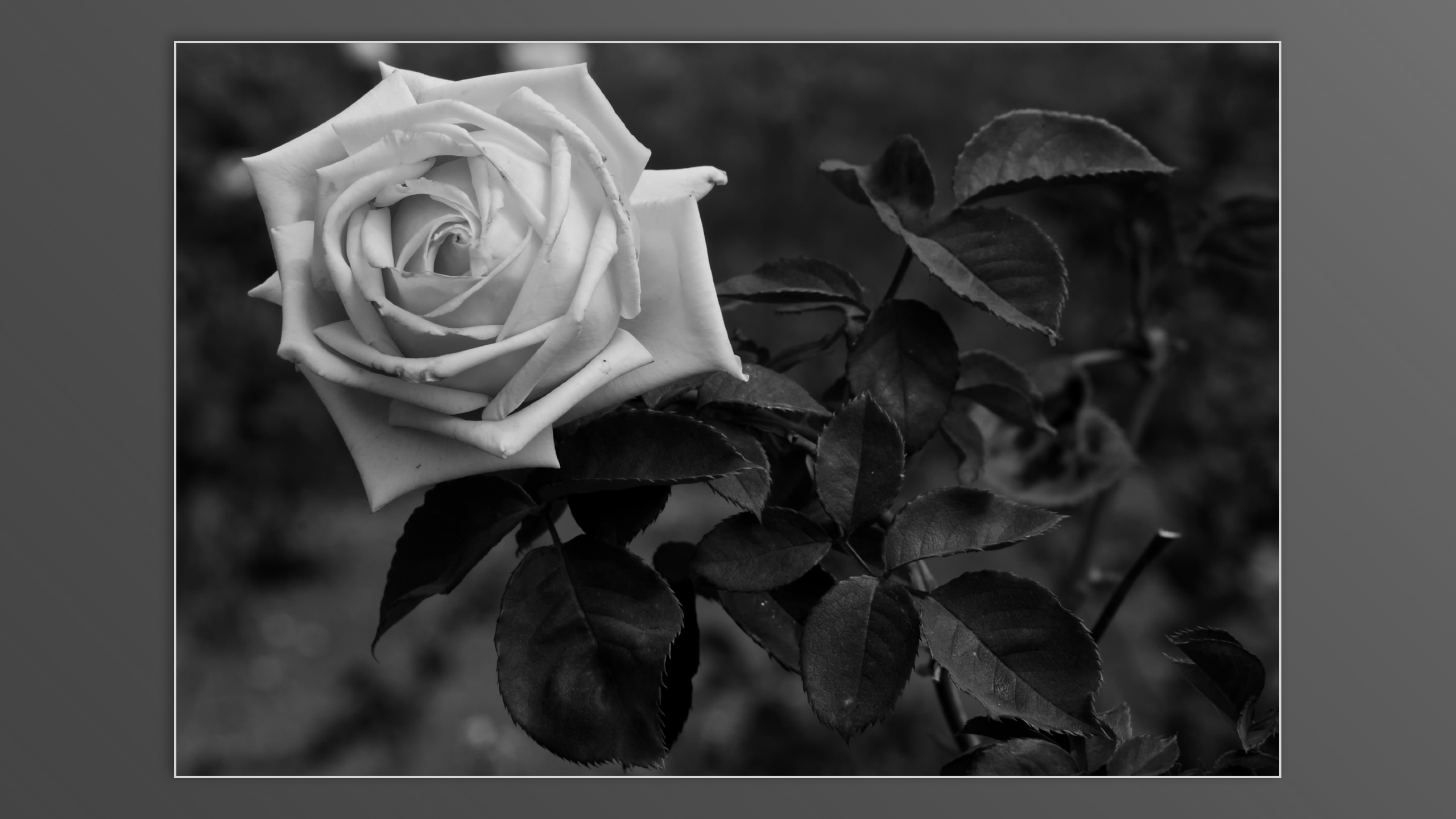 Roses and roses...