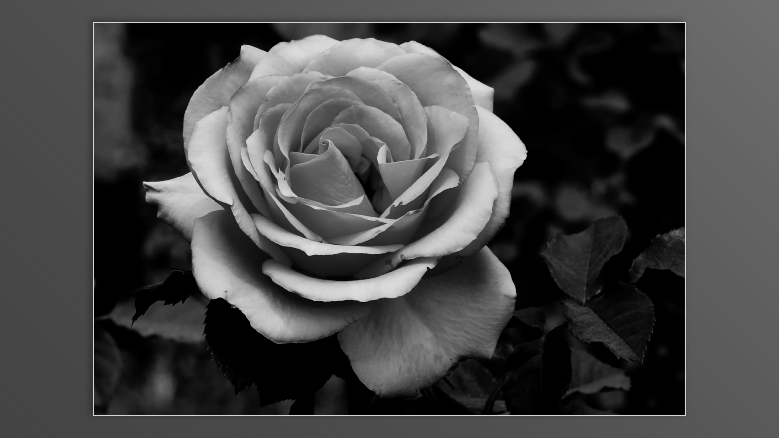Roses and roses...
