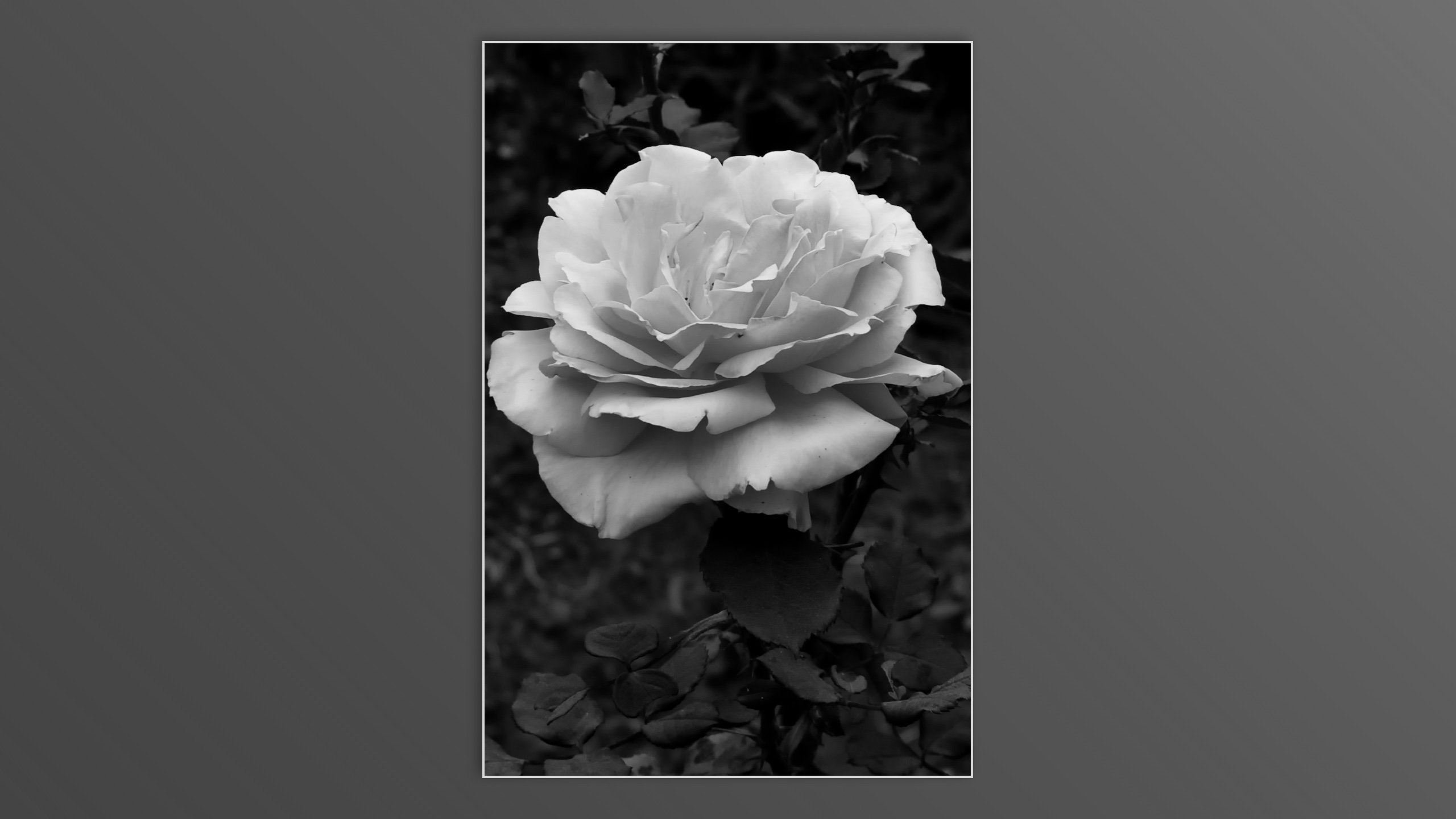 Roses and roses...