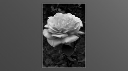 Roses and roses...