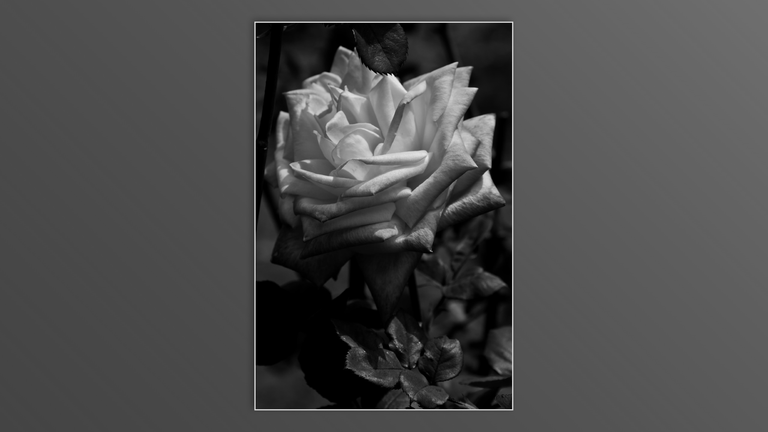 Roses and roses...