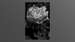 Roses and roses...