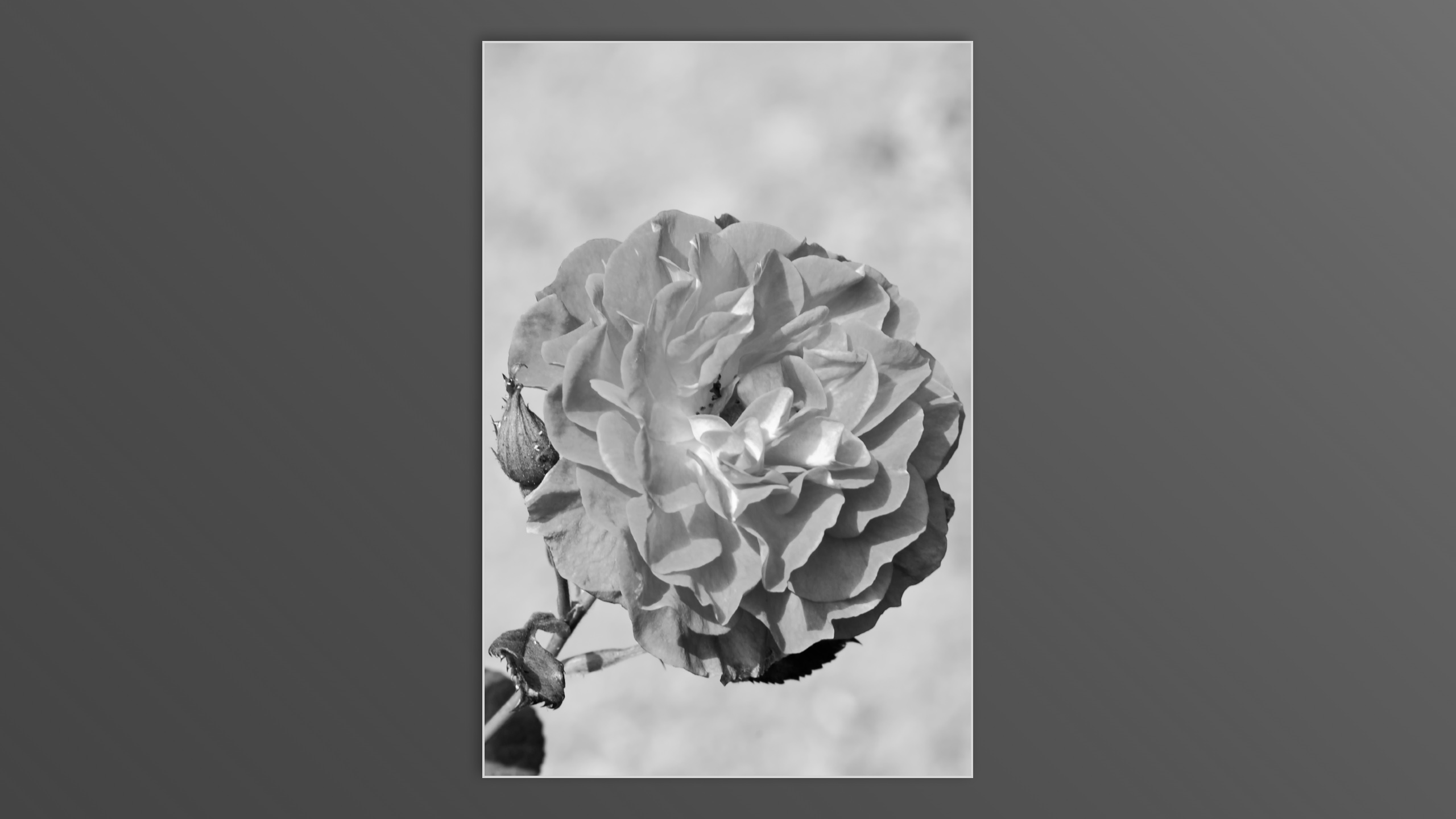 Roses and roses...