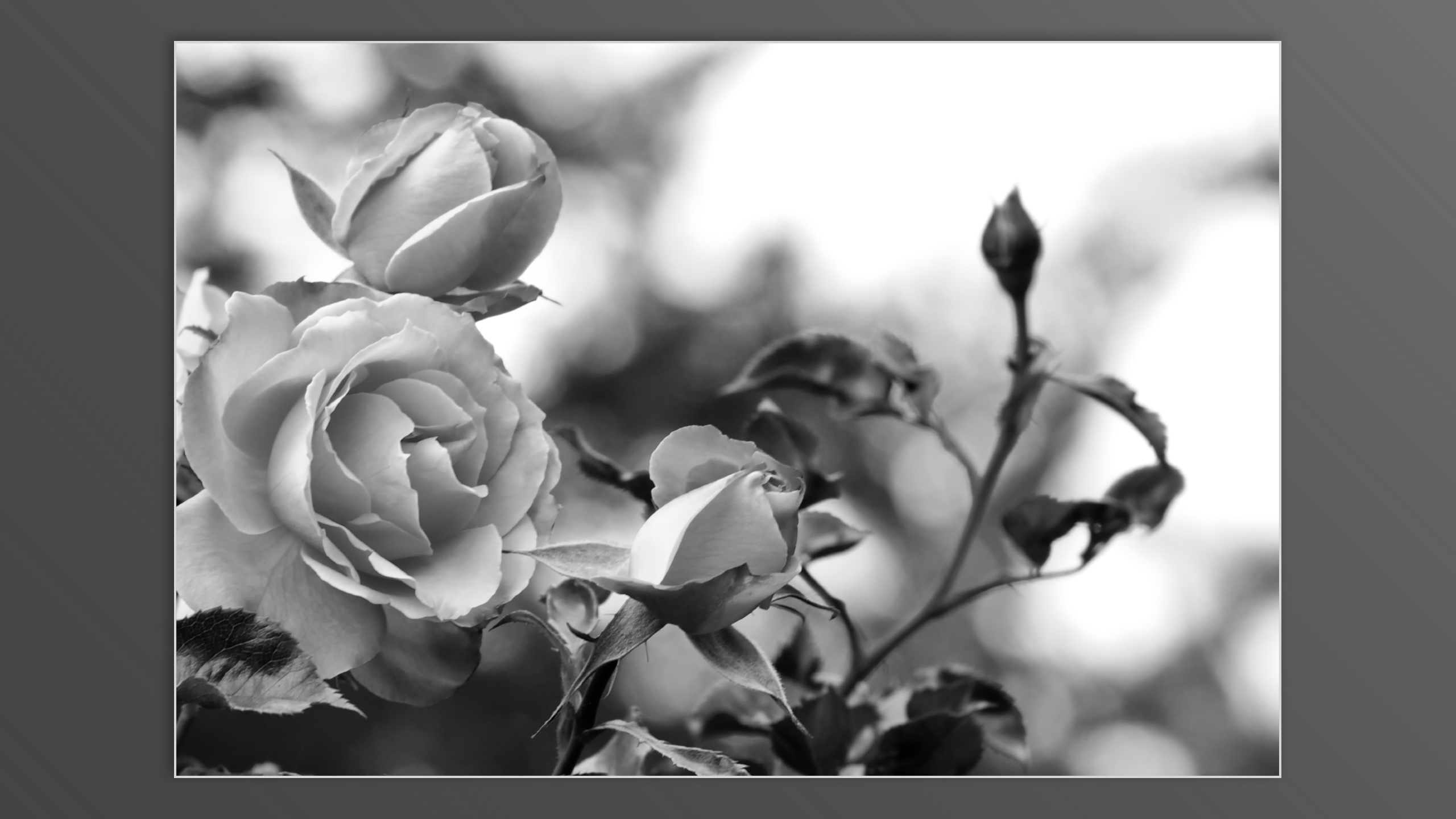 Roses and roses...
