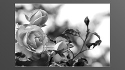 Roses and roses...