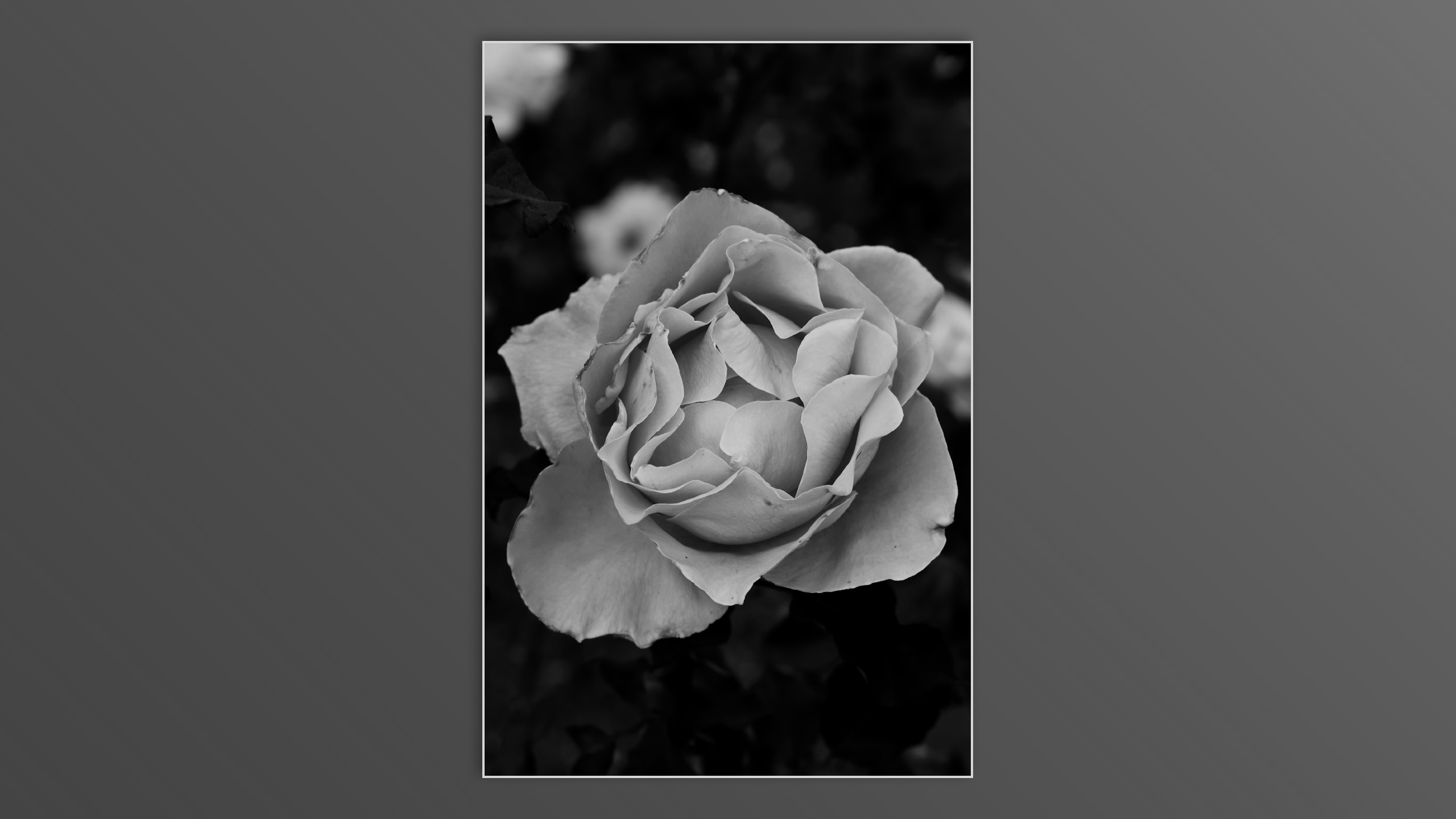 Roses and roses...