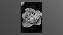 Roses and roses...