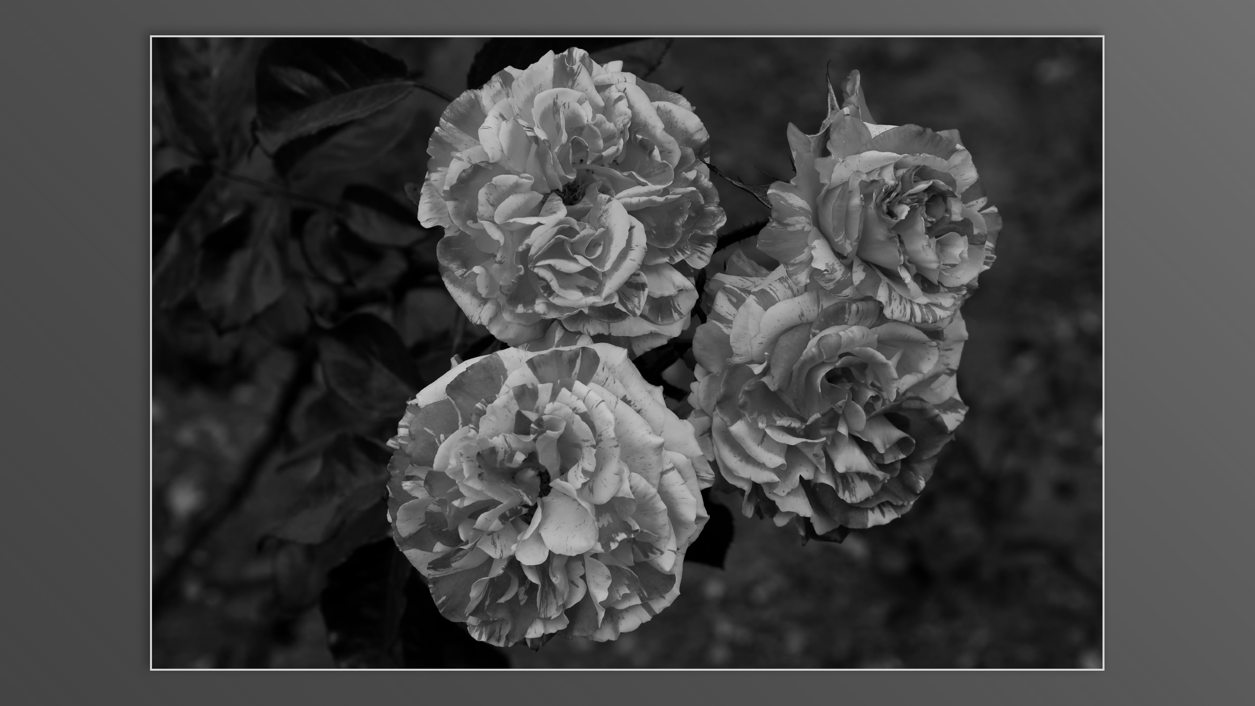 Roses and roses...