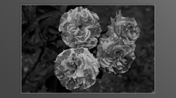 Roses and roses...