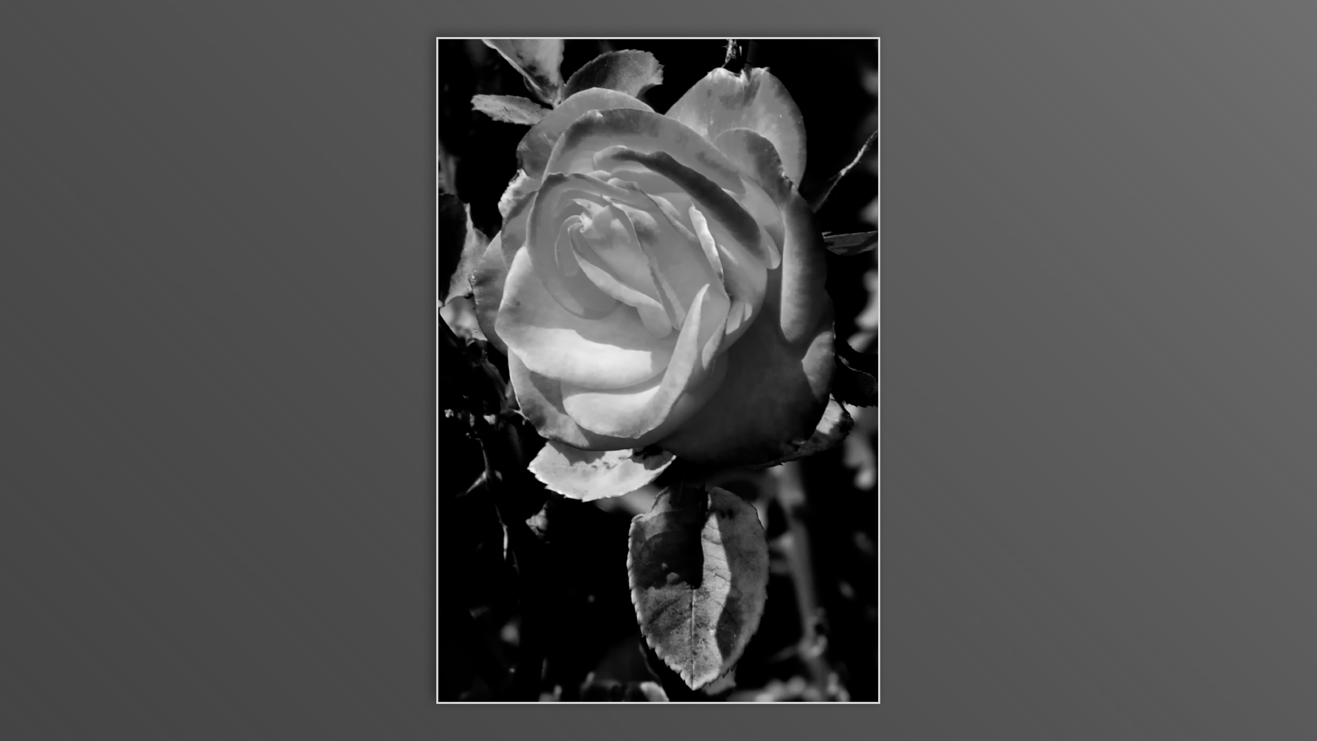 Roses and roses...