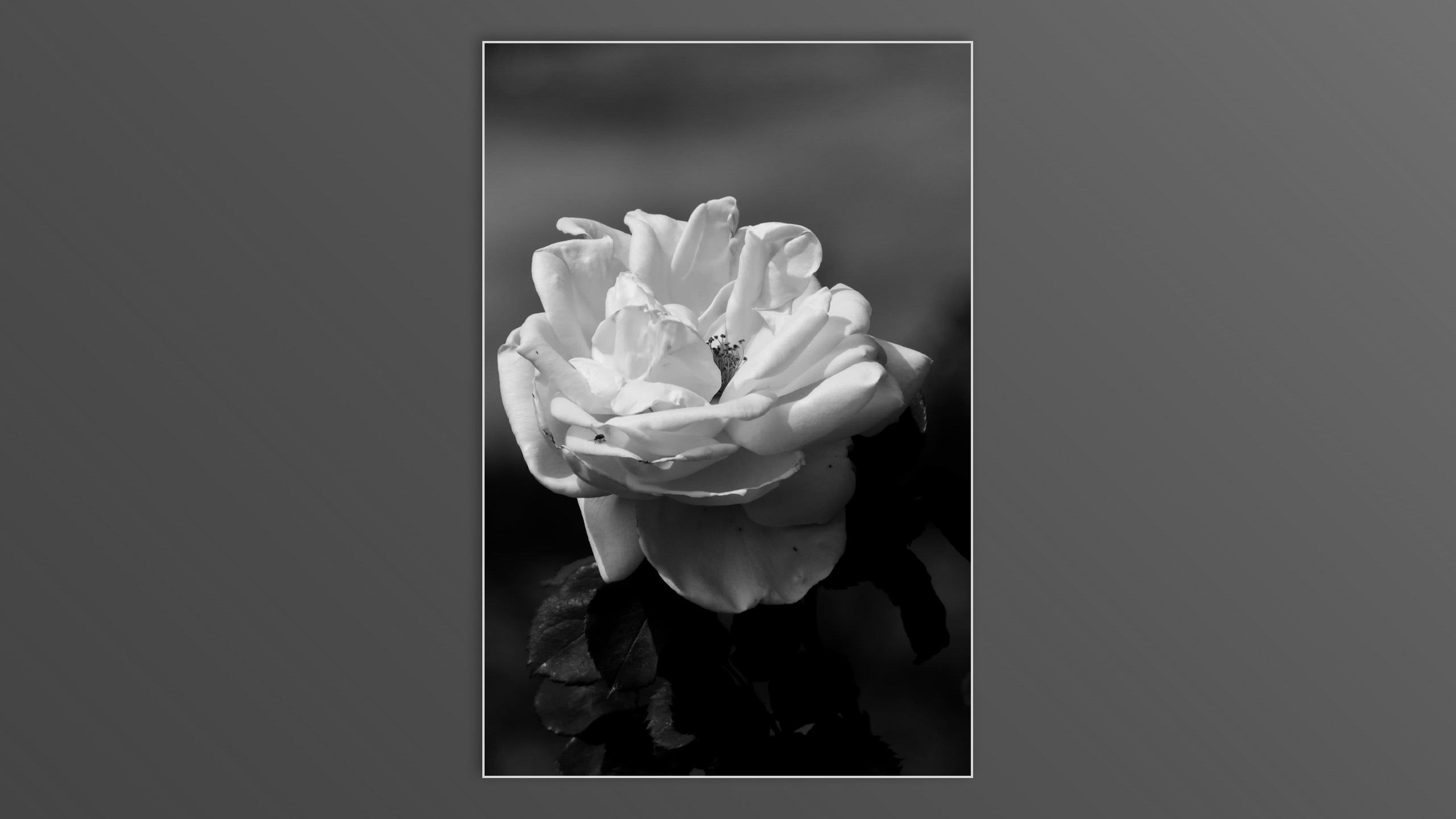 Roses and roses...