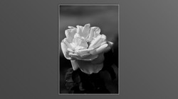 Roses and roses...