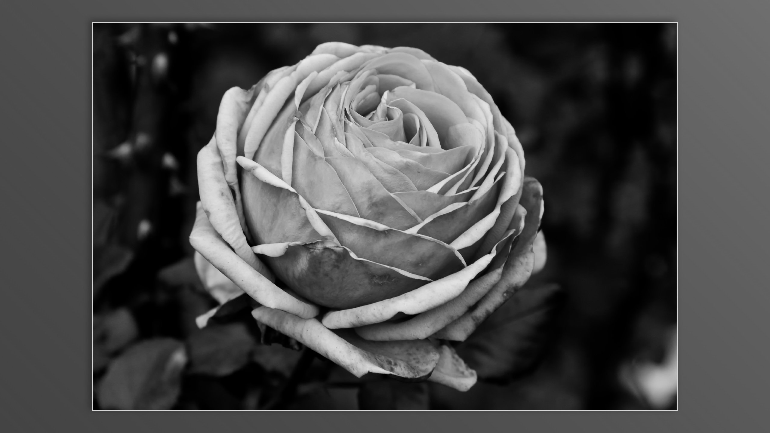 Roses and roses...