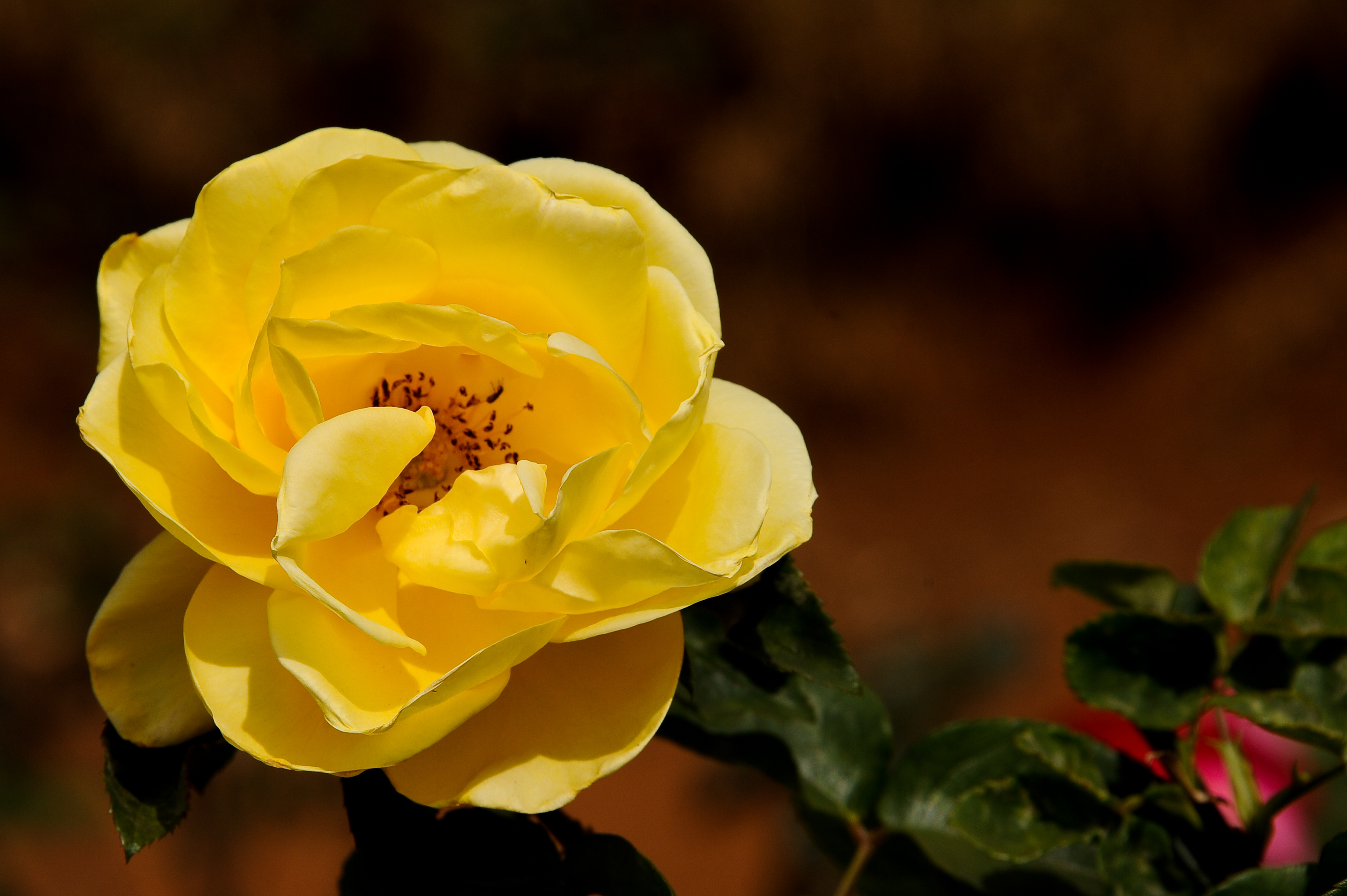 Roses and roses...