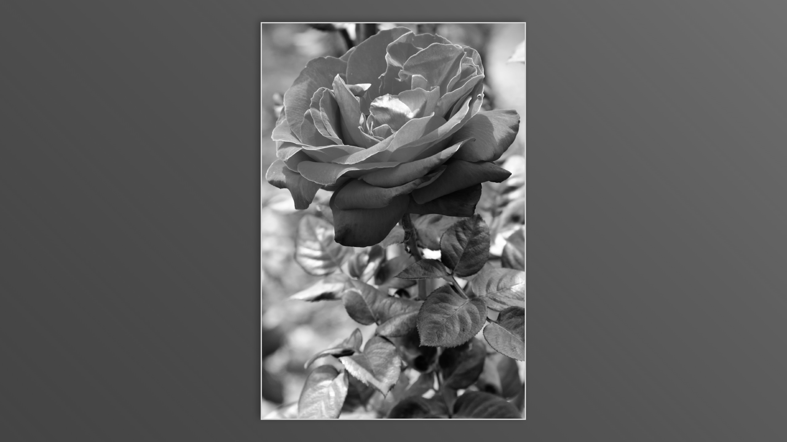 Roses and roses...