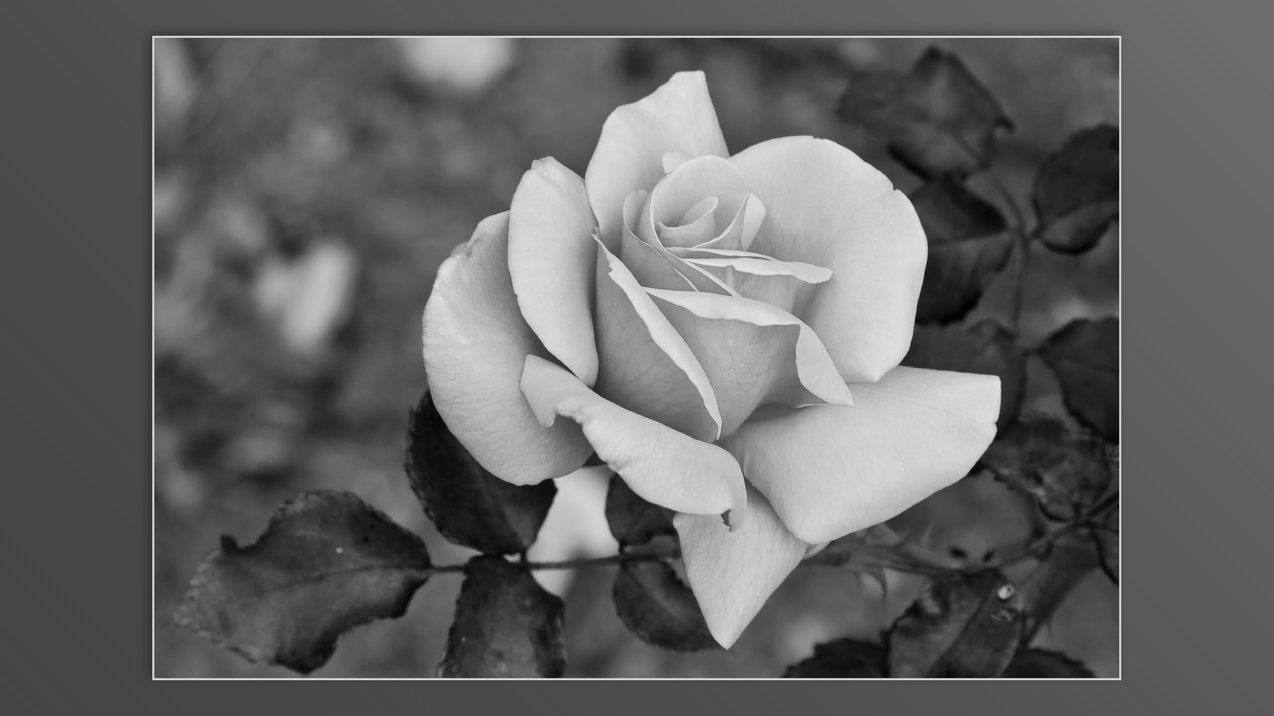 Roses and roses...