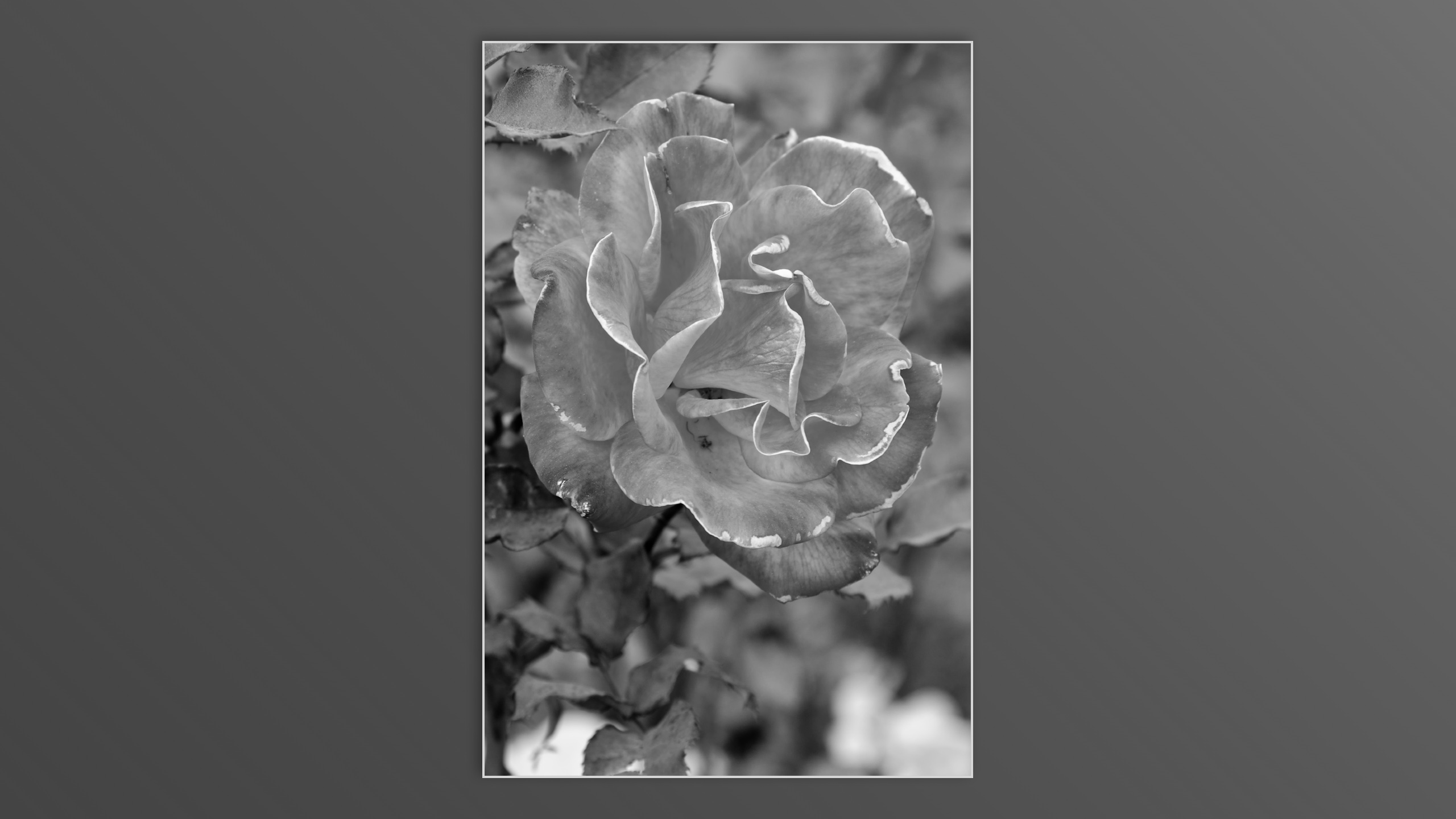 Roses and roses...