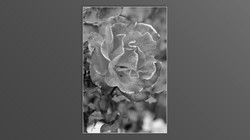 Roses and roses...