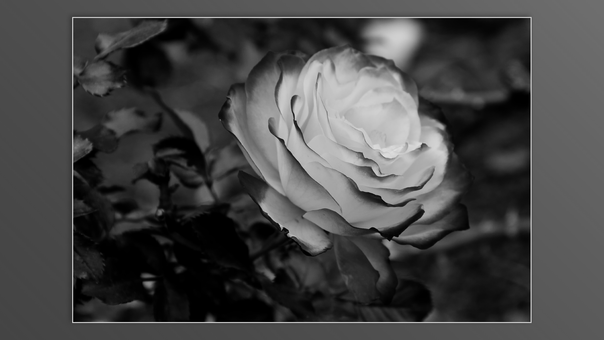 Roses and roses...