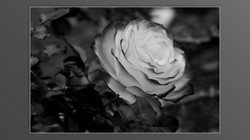 Roses and roses...
