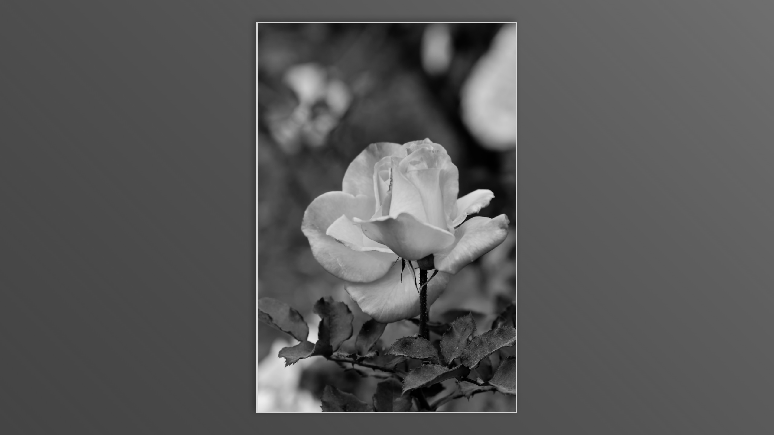 Roses and roses...