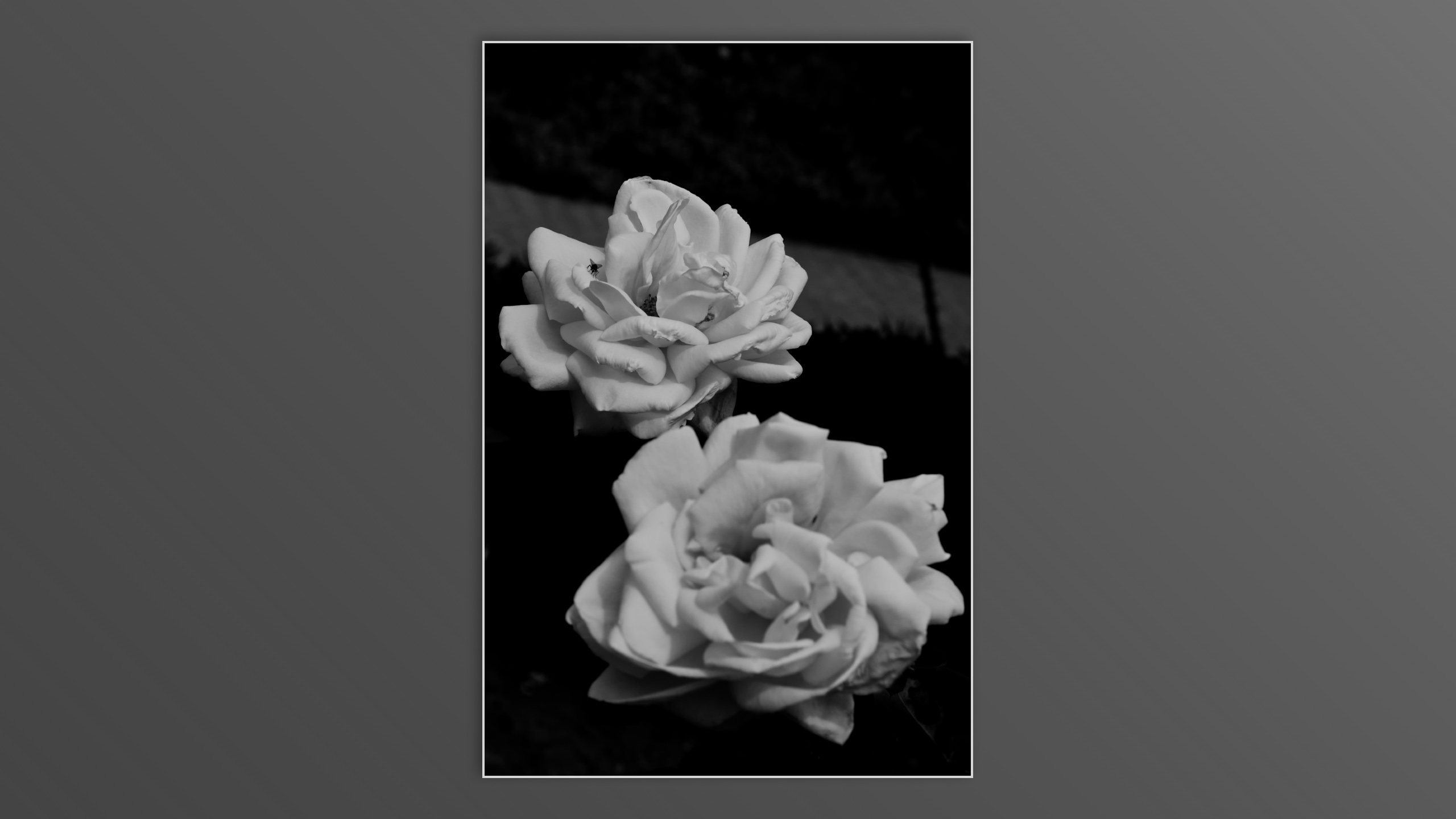 Roses and roses...