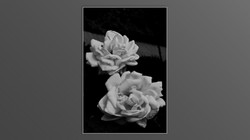 Roses and roses...