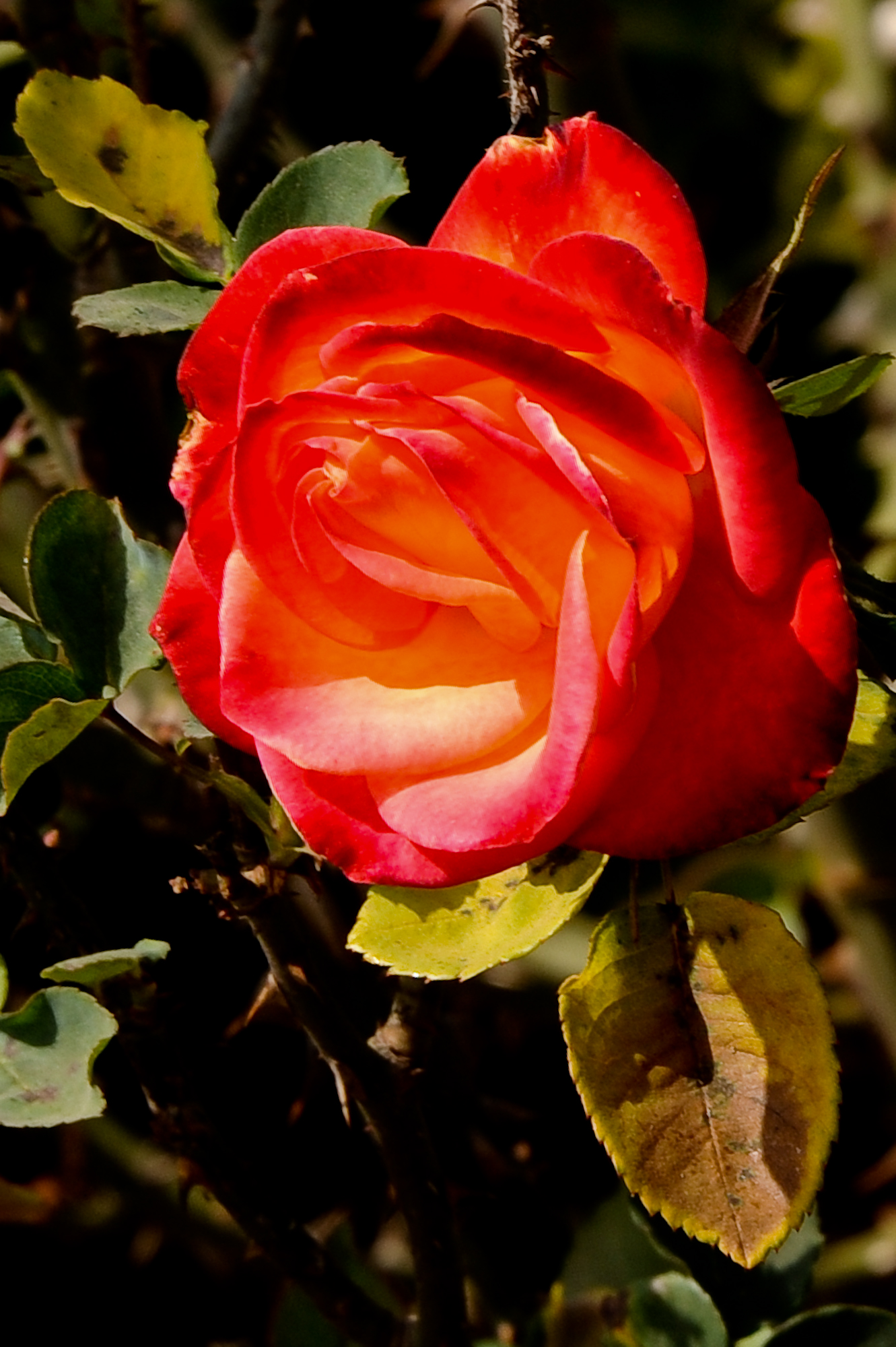 Roses and roses ...