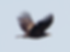 A photograph of a white Tailed Sea Eagle in flight taken from Mull, Scotland.