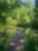 The dock extends out over the quarter-acre pond, which is fed by a natural spring.