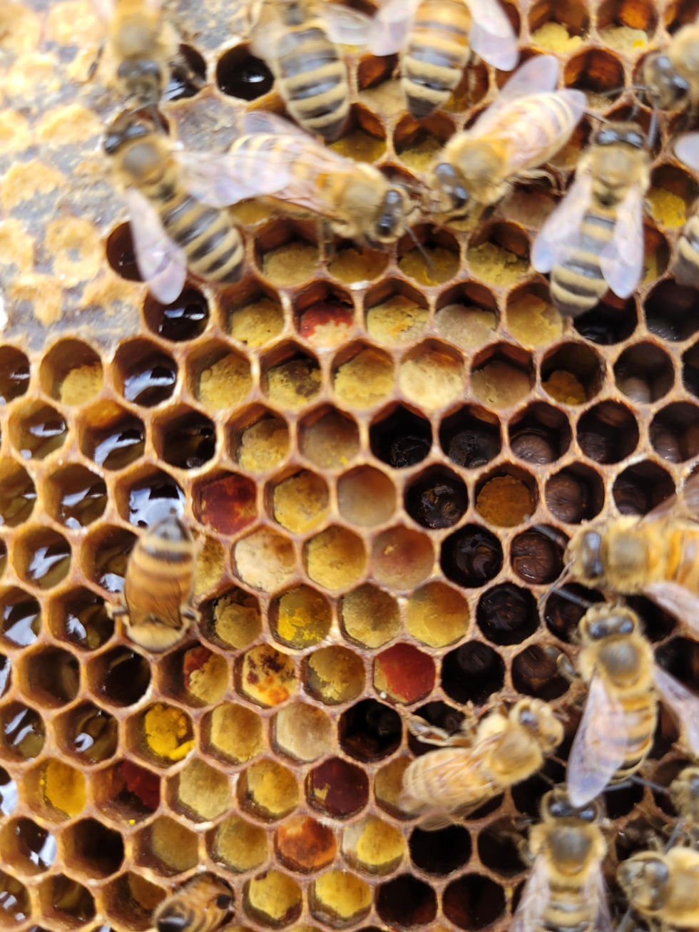 Do you share all your news with your bees?