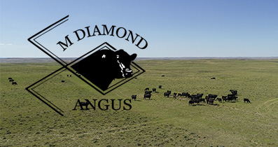 mdiamondangus.com gallery image 2