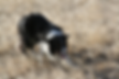 IMG_1231.png