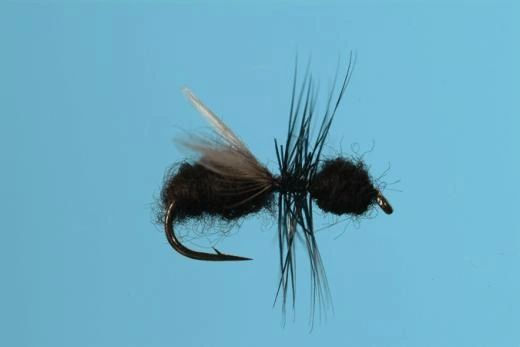 FLYING BLACK ANT
