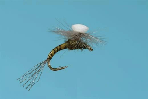 BROOK'S SPROUT BAETIS