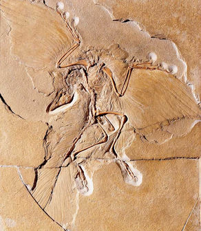 Archaeopteryx: The Bird-Like Dino