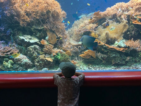 ネクストリップフロムアリマ