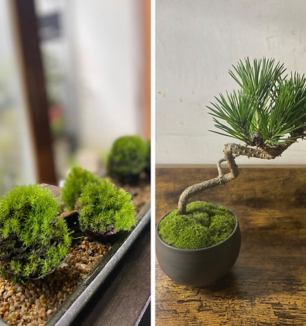 安齋新・厚子 品品 展覧会