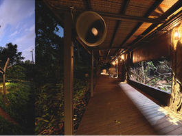 Singapore Night Safari's Pangolin Trail set aglow with moonlight‐inspired lighting from Martin lighting