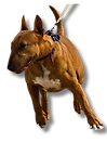 Votre chien tire en laisse ? - Pixel Dogs - Léo, Éducateur Canin, à Nantes