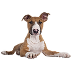 Aprentissage de base - Pixel Dogs éducateur canin Nantes