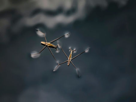 Vírus E Colonização: Nossa Relação Com Os Mosquitos